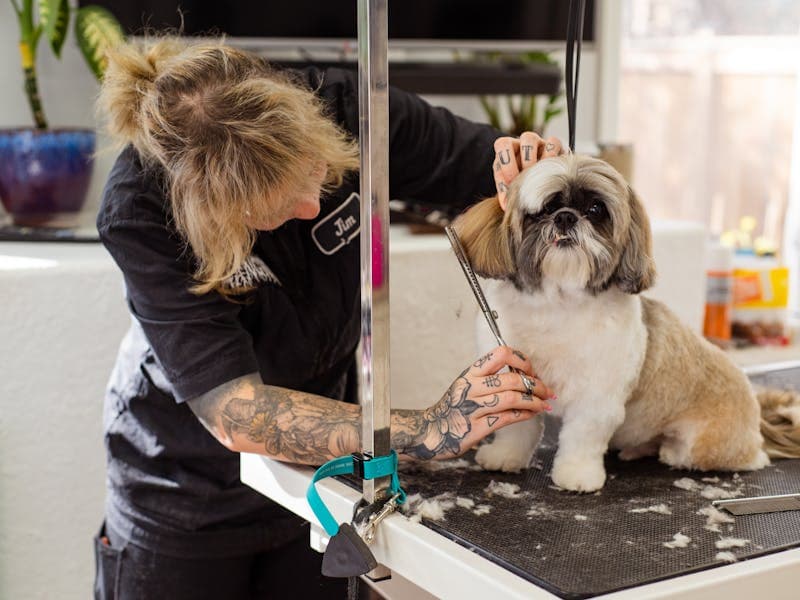 Επαγγελματίας groomer