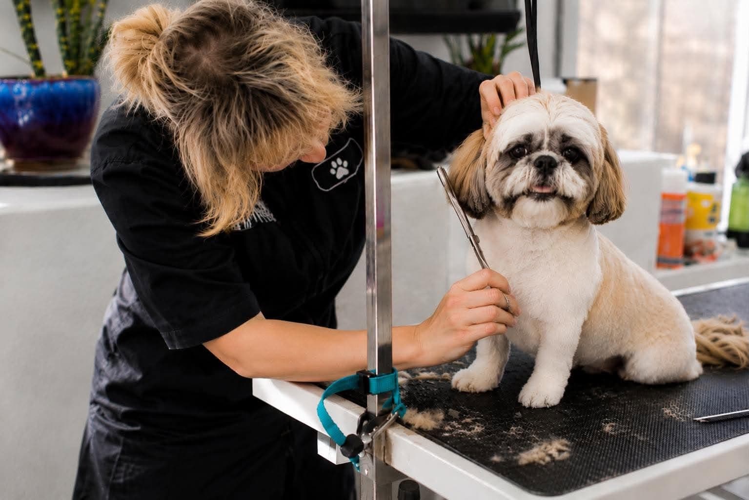Επαγγελματίας groomer